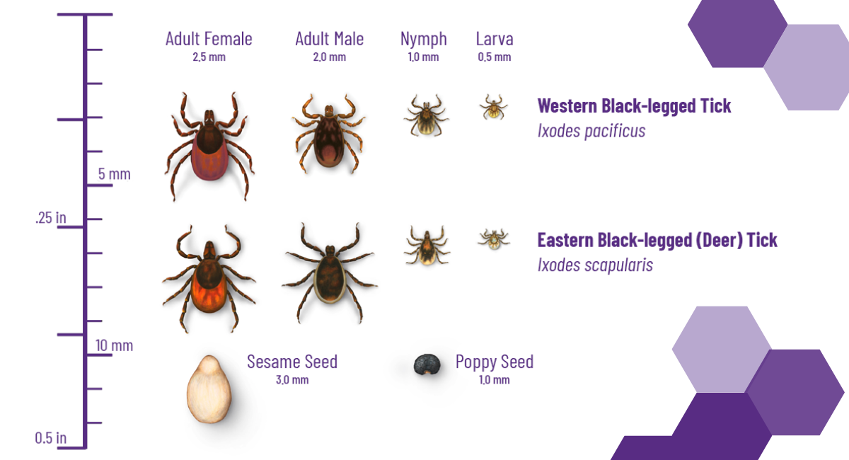 Deer Tick Fever Deer Tick Fever