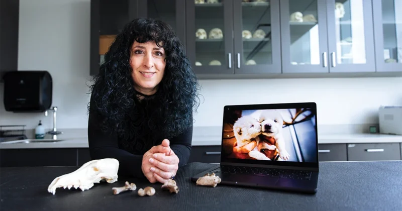 Julie Meachen, Ph.D., professor of anatomy, poses for a photo in her lab alongside dire wolf bones.